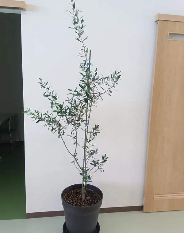 観葉植物