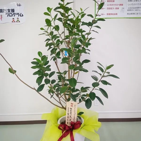 お祝いの観葉植物