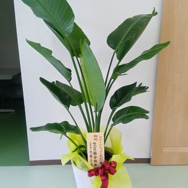 お祝いの観葉植物