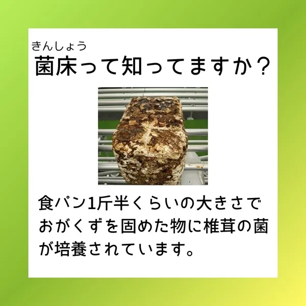 菌床って知ってますか？食パン一斤半くらいの大きさでおがくずを固めた物に椎茸の菌が培養されています。