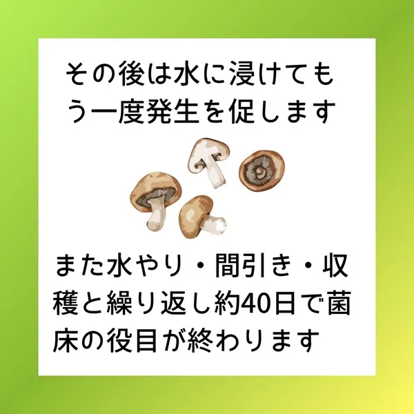 その後は水に浸けてもう一度発生を促します　また水やり・間引き・収穫と繰り返し約40日で菌床の役目が終わります